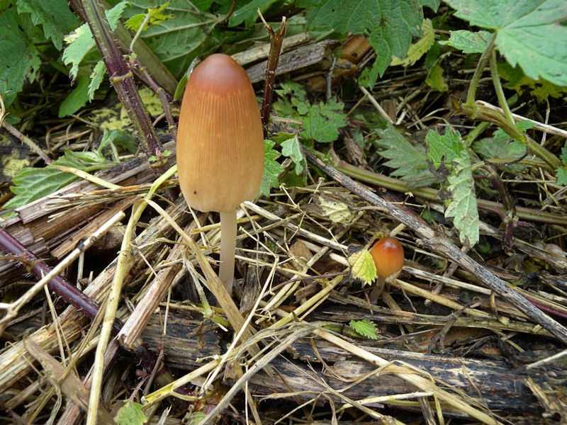 Due Coprinus